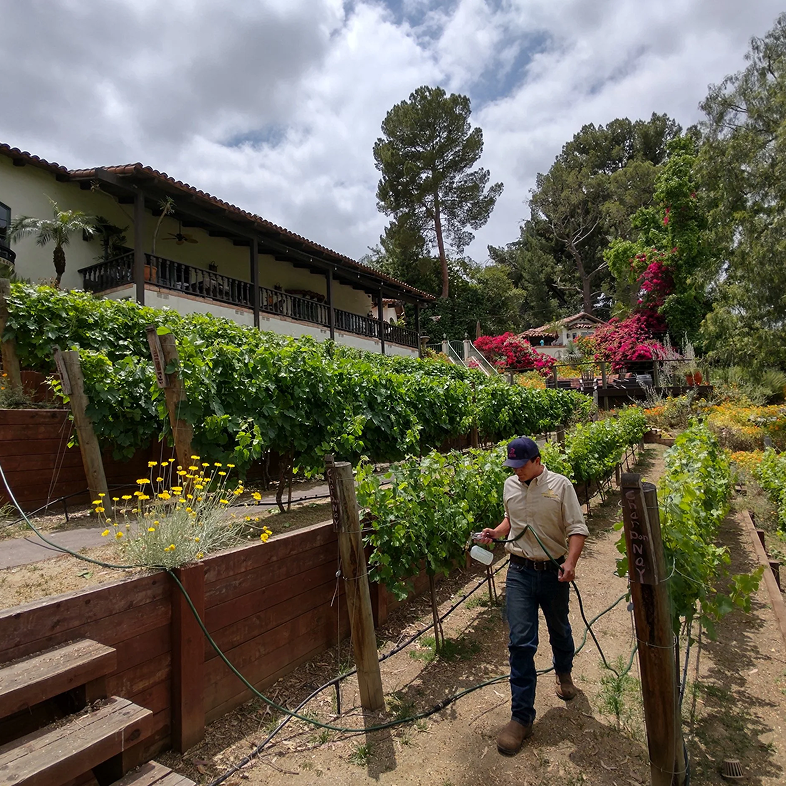 Man walking through vineyard rows, a building in the background, cloudy sky.