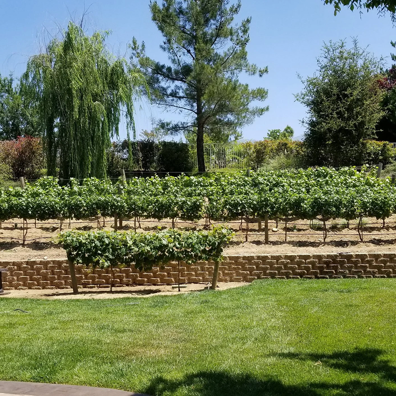 Vineyard with terraced rows of grape vines under a clear, blue sky.