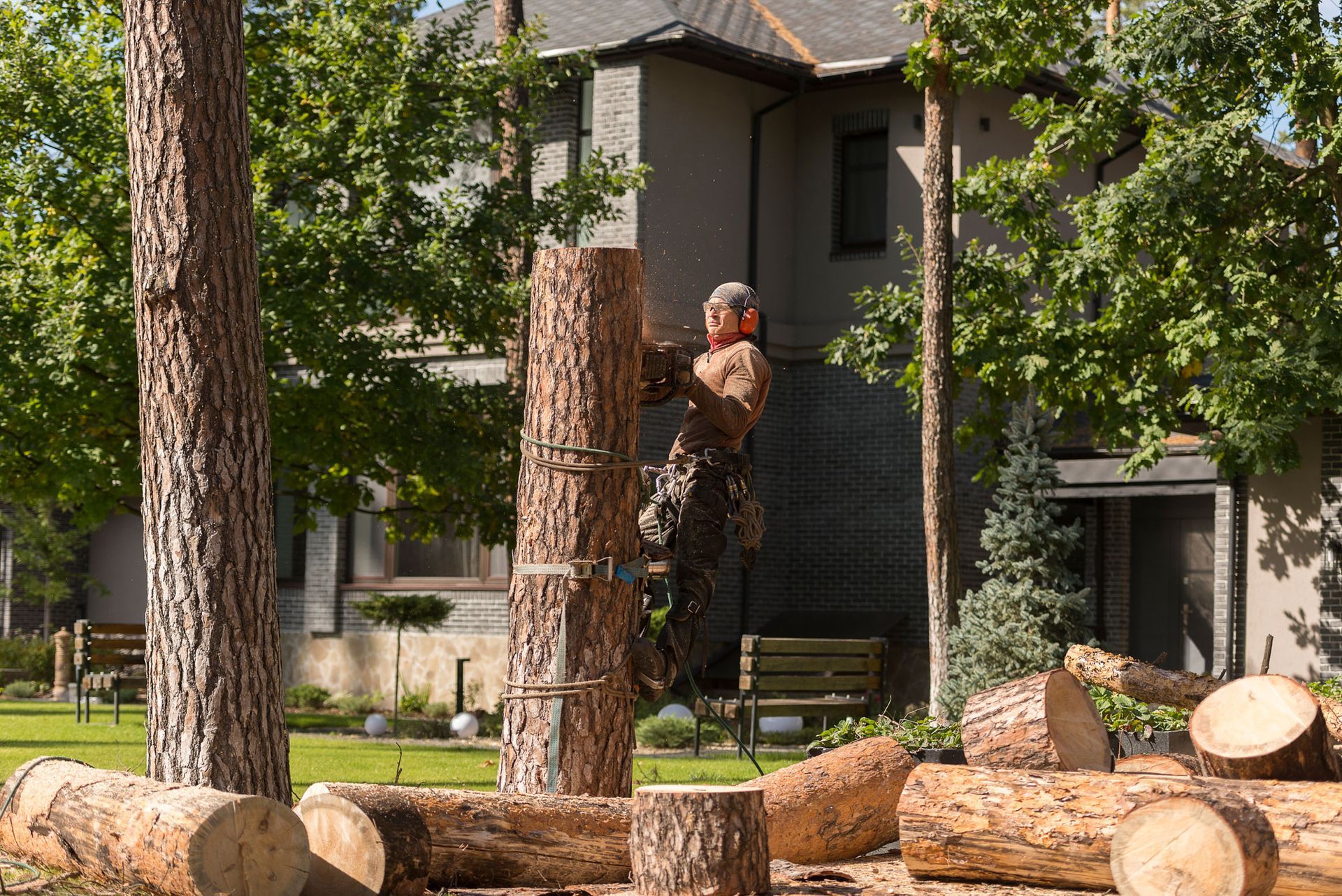 Arborist cuts a dry, diseased tree on a site near the house