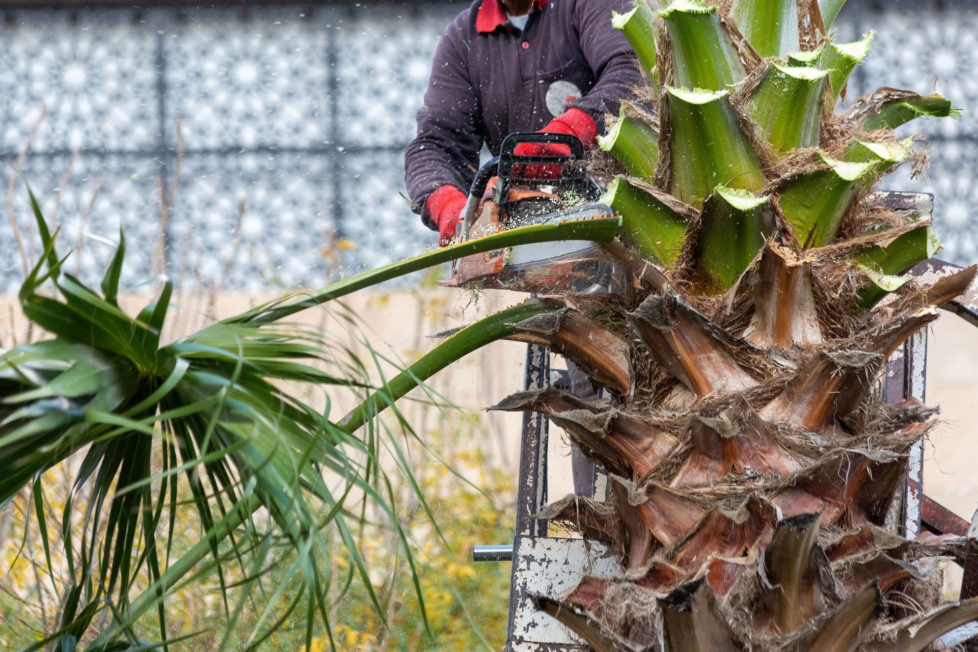 Worker pruning a palm tree with a tree saw