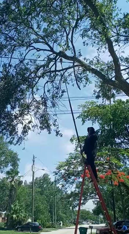 worker trimming a tall tree