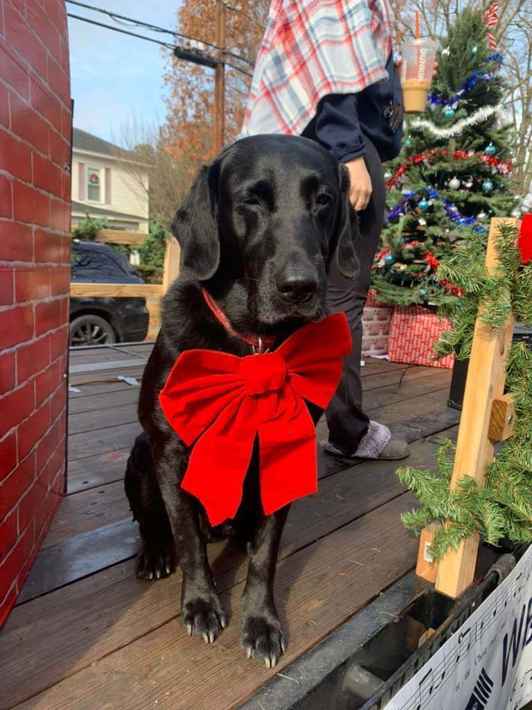 Black lab with large red bow sitting on a float next to a Christmas tree.