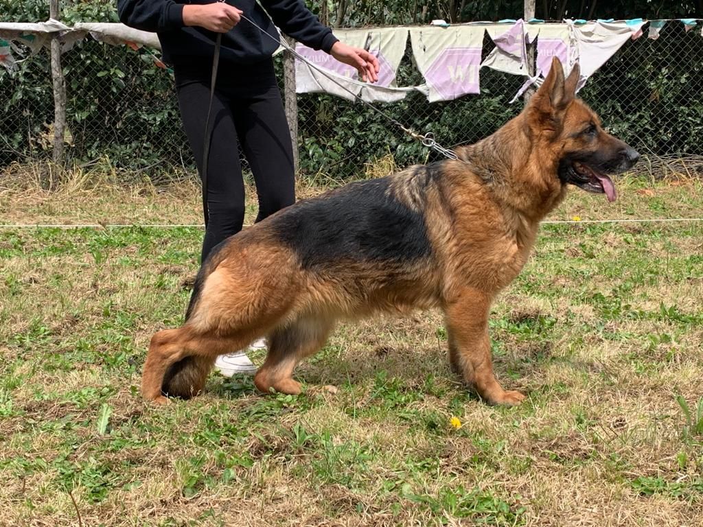 Catahoula Leopard Dog 3