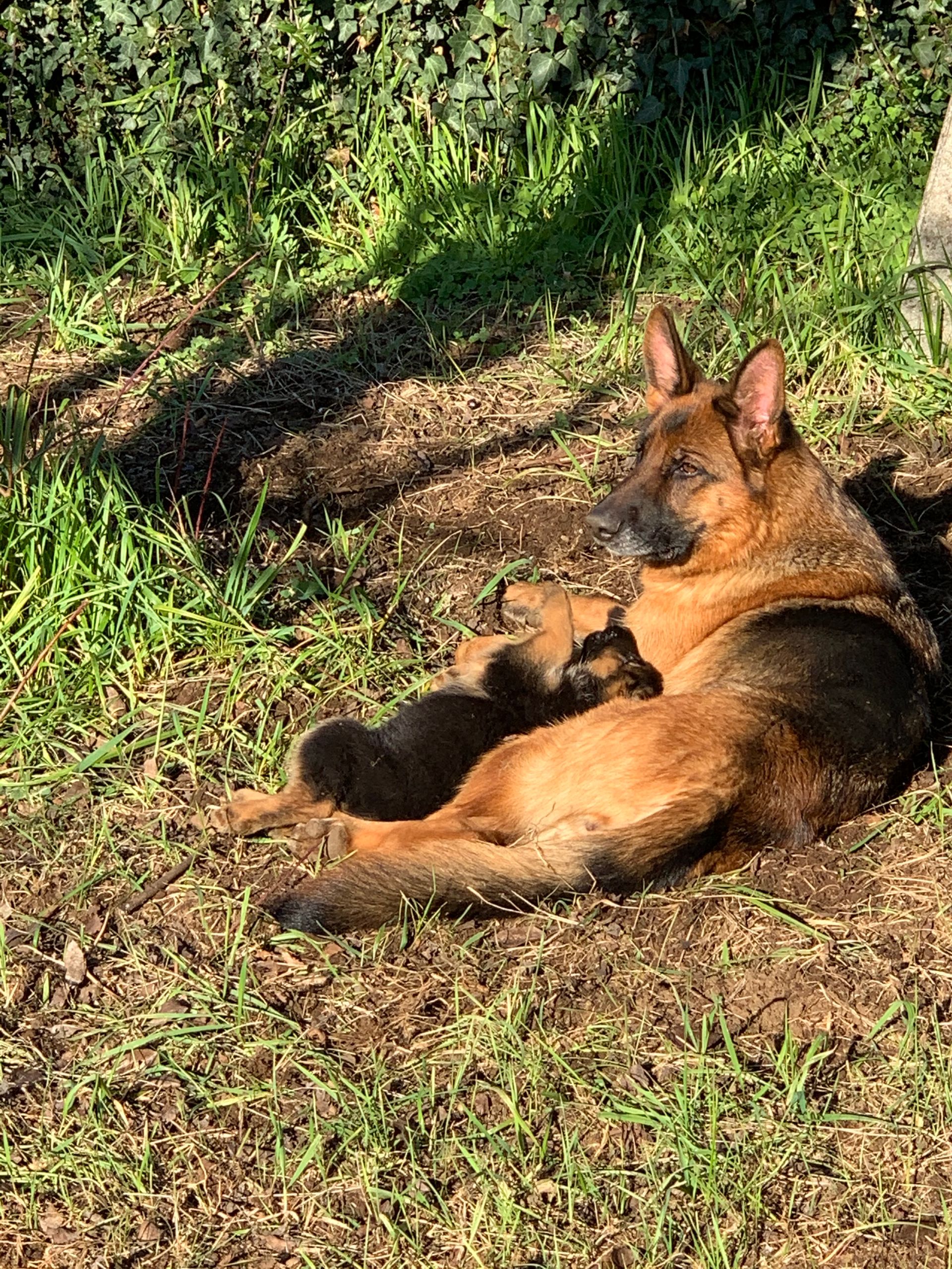 Catahoula Leopard Dog 4