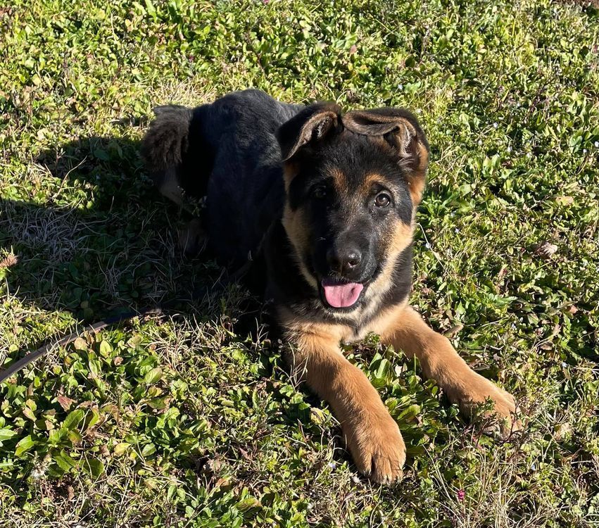 Catahoula Leopard Dog 1