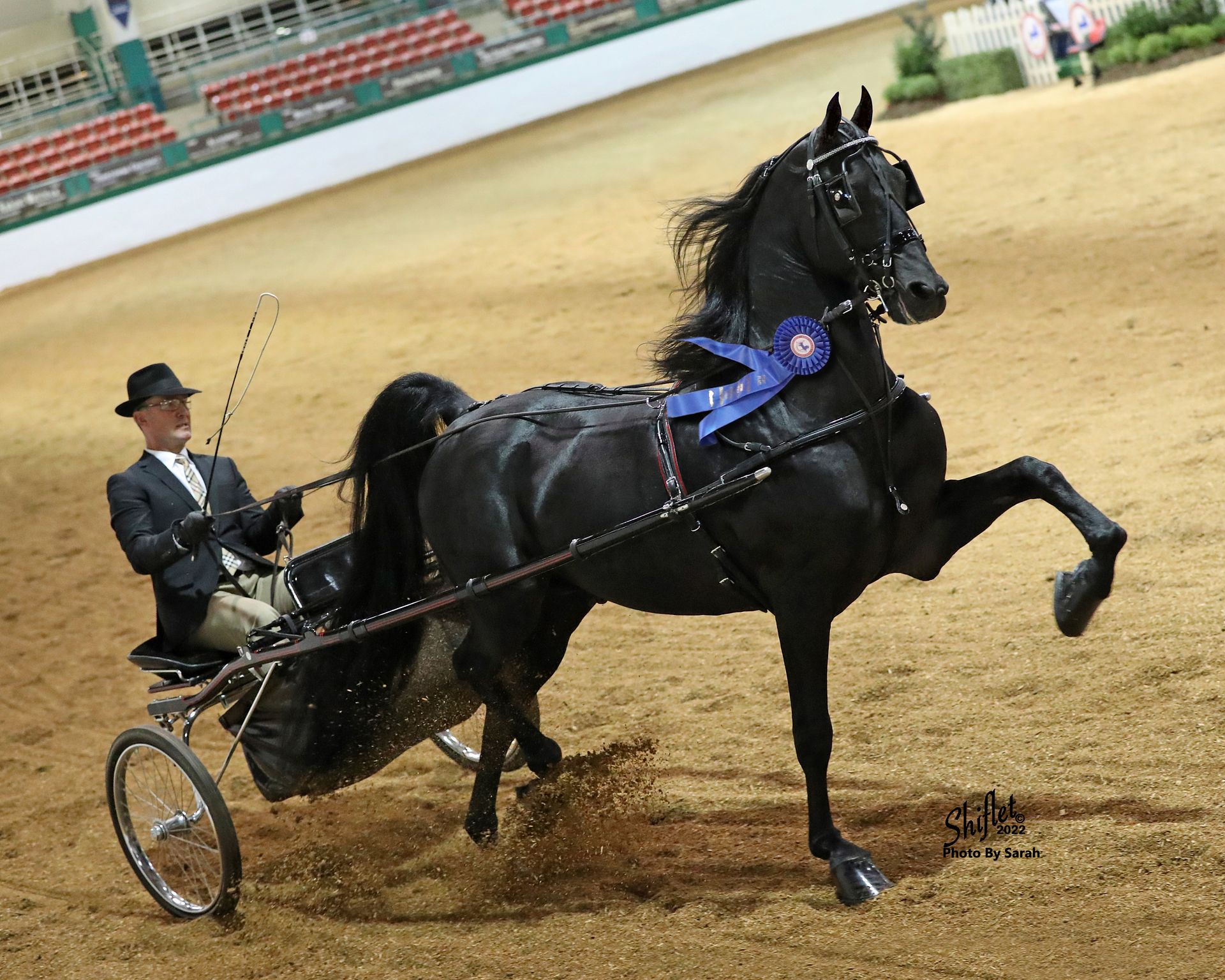 Breeders Gold Cup Sale Ohio's Premier Horse Auction Event