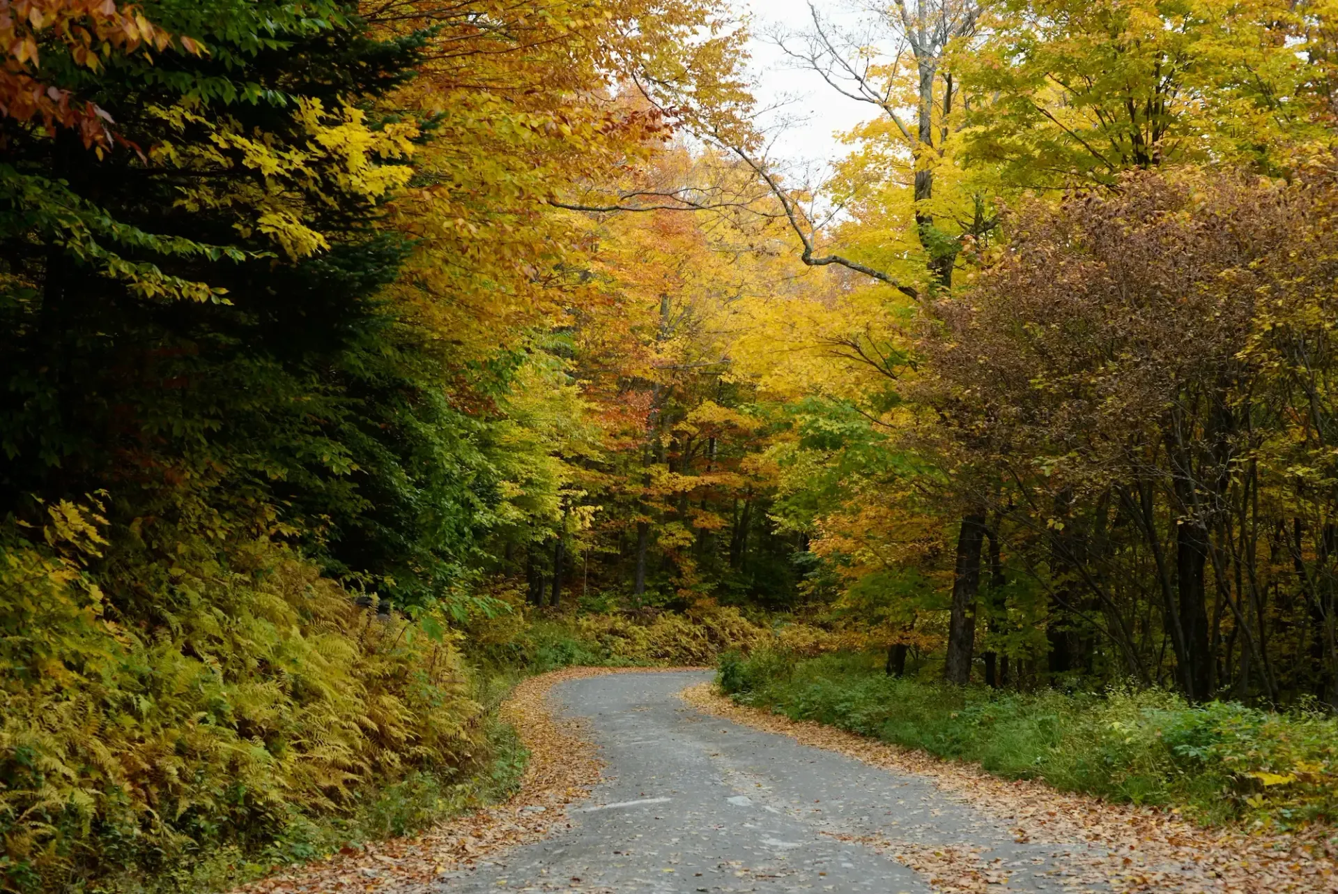 Winding gravel road through autumn woods with colorful fall foliage