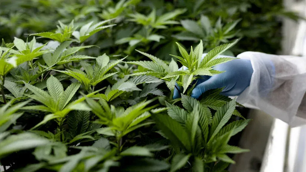 Person in protective gear tending to rows of cannabis plants in a greenhouse.