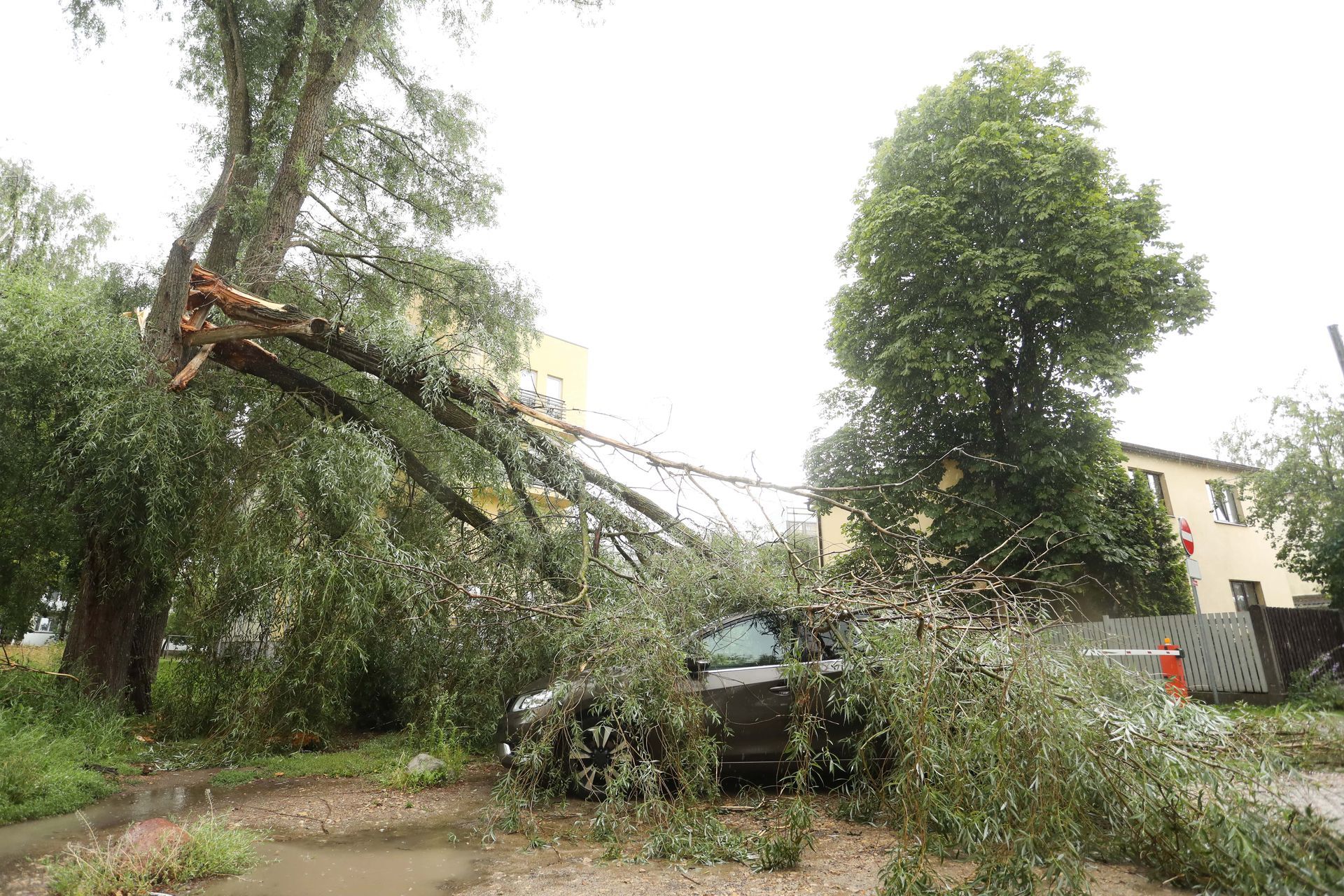 Tree causing property damage in Waco 