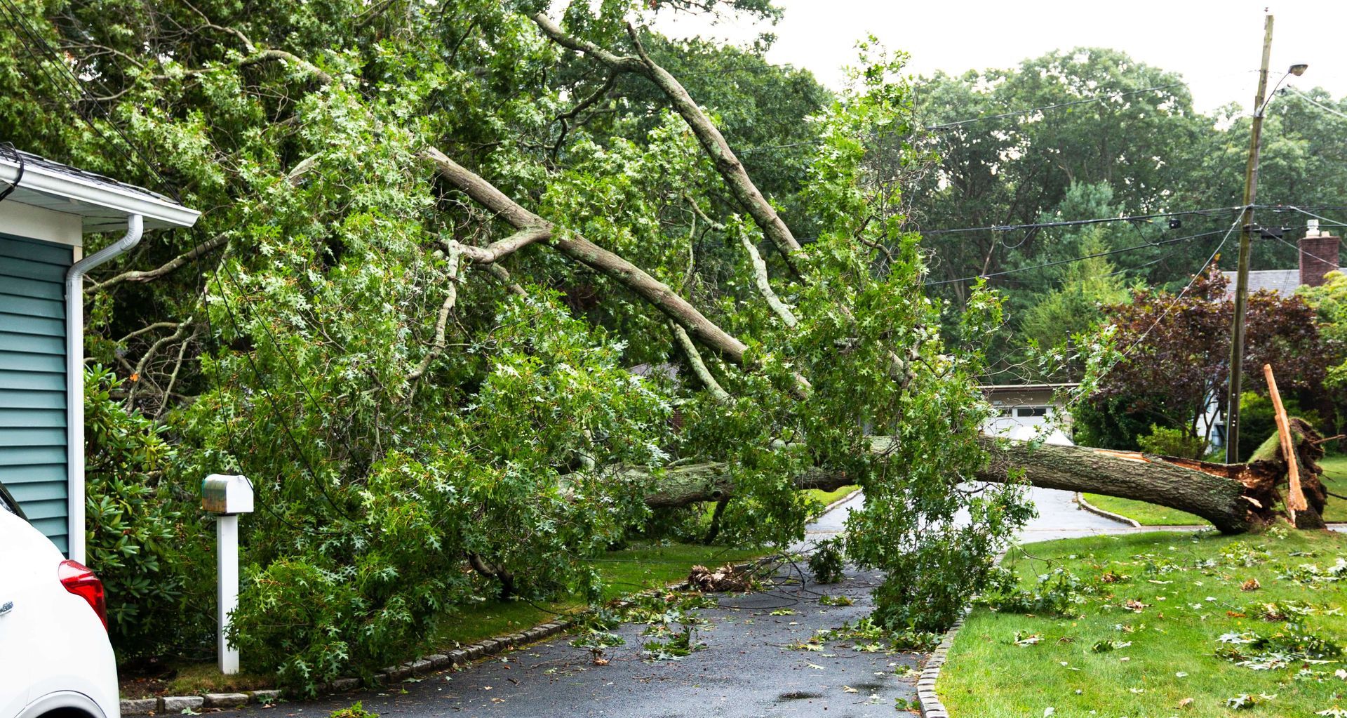 A tree has fallen in the street due to heavy rain and minor wind gusts.