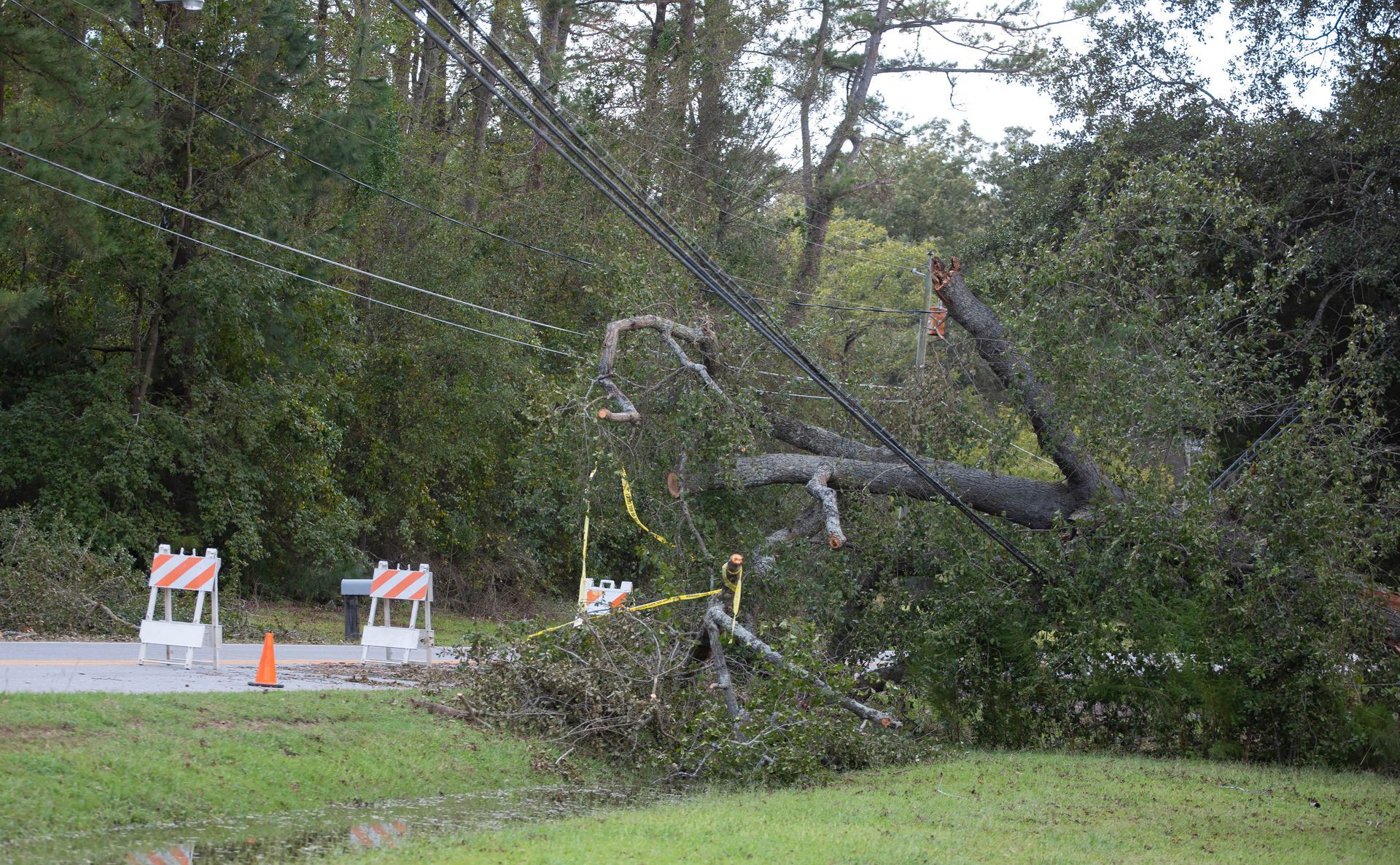 A large tree that has fallen on power lines. 