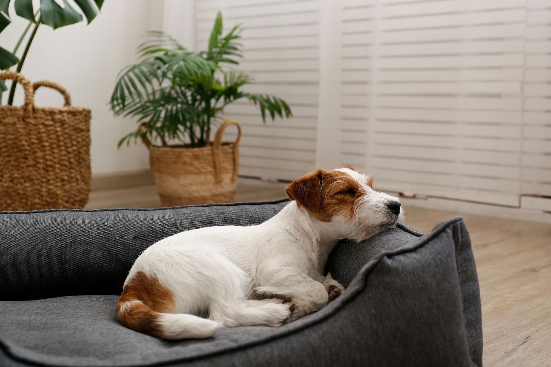 Dog resting in a gray bed near potted plants and a woven basket.