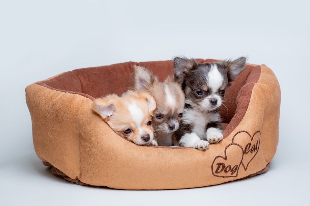 Three Chihuahua puppies in a brown dog bed, one with a worried expression.