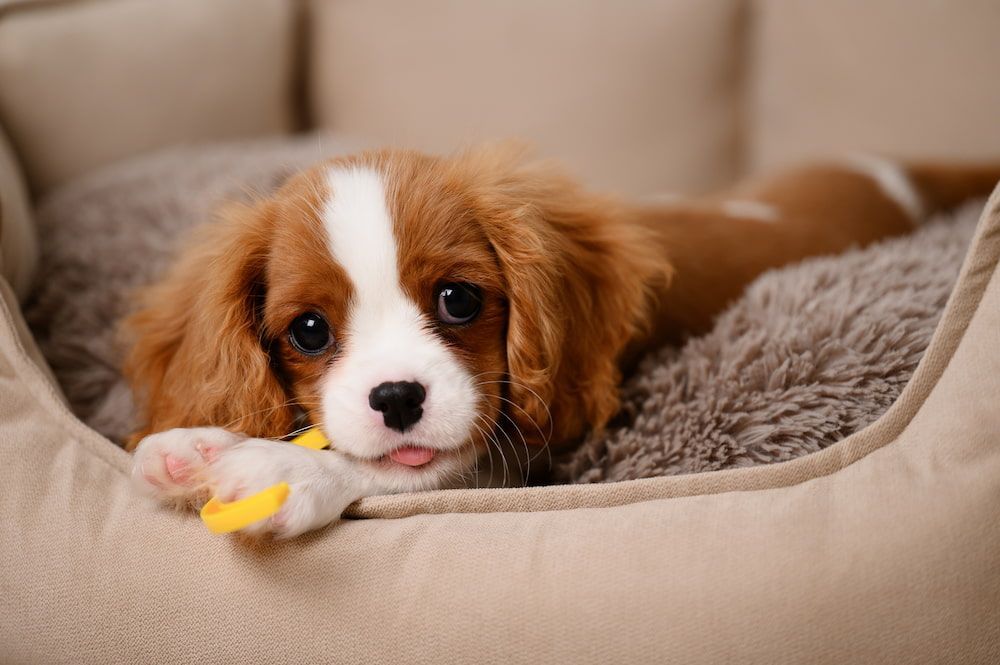 A puppy resting in a beige bed, tongue sticking out.