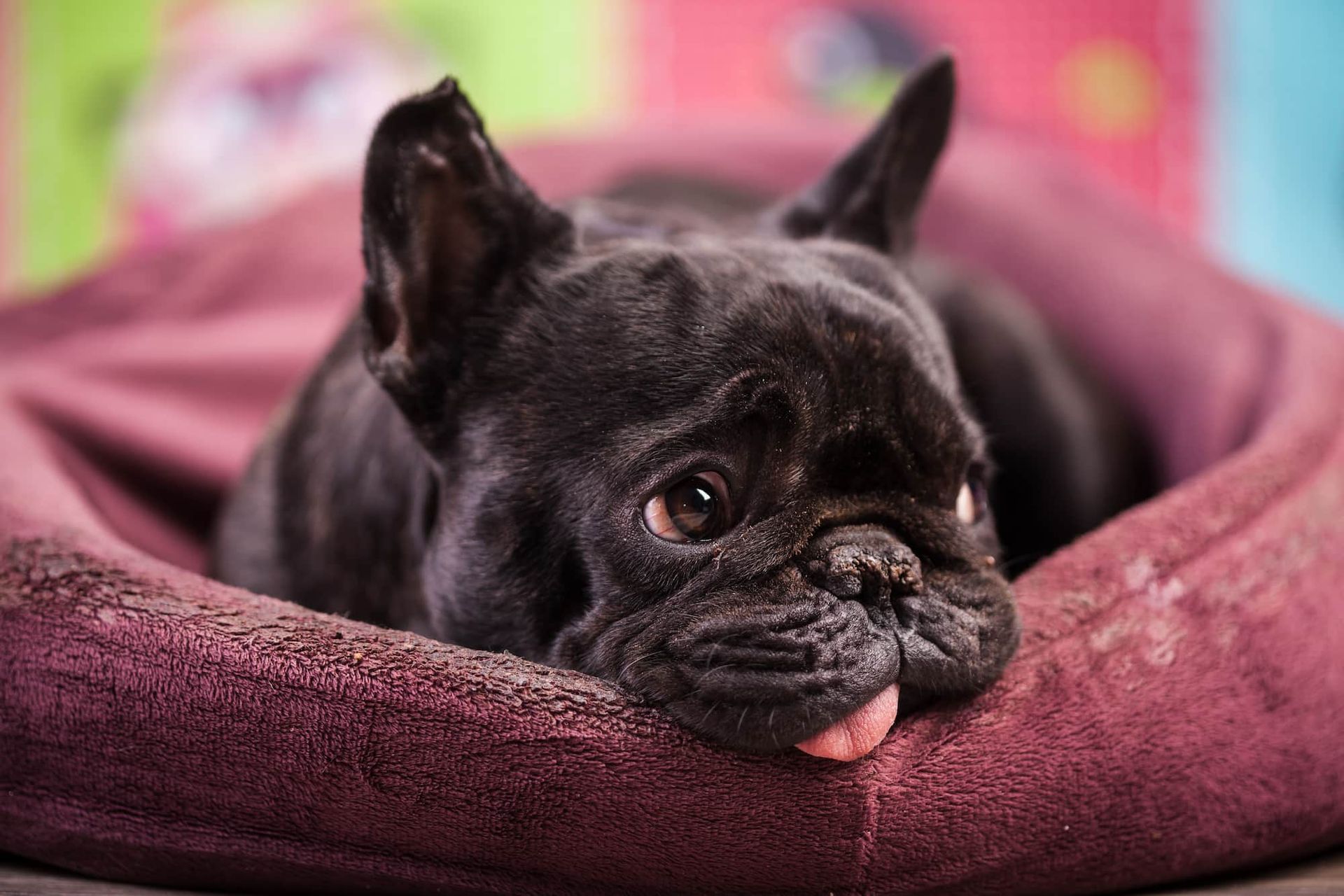 Black French bulldog resting in a pink dog bed, tongue slightly out.