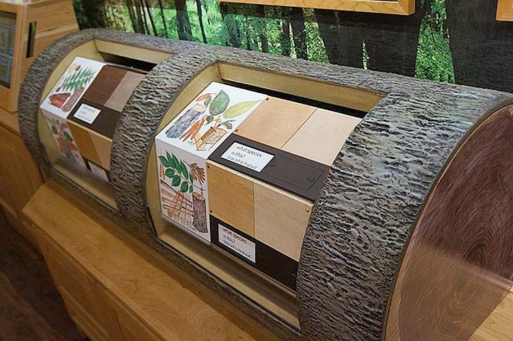 A display of different types of wood in a museum