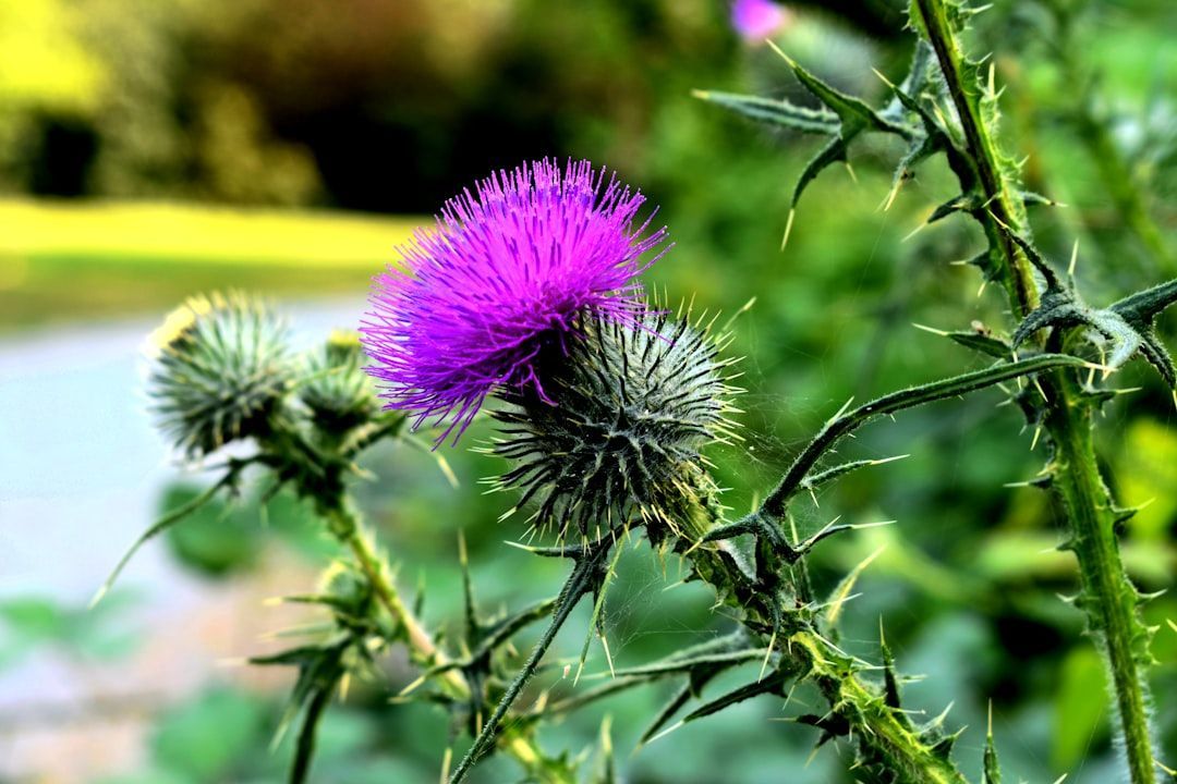 A close up of a purple thistle flower with a blurry background.