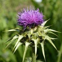 A close up of a purple thistle flower with green leaves.