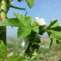 A close up of a plant with a white flower and green leaves.