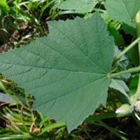 A close up of a green leaf on a plant.