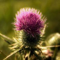 A close up of a purple thistle flower with a green background.