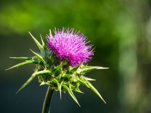 A close up of a purple thistle flower with green leaves.