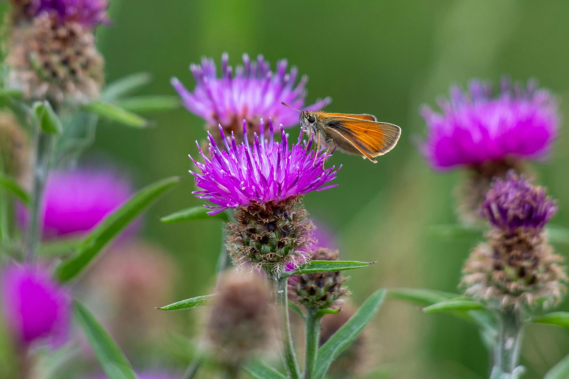 A butterfly is sitting on a purple flower in a field.