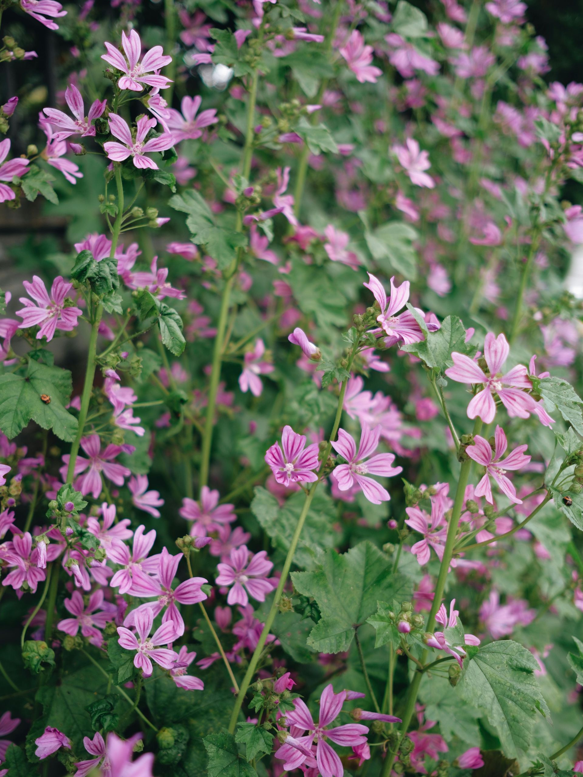 A bunch of purple flowers are growing on a plant.