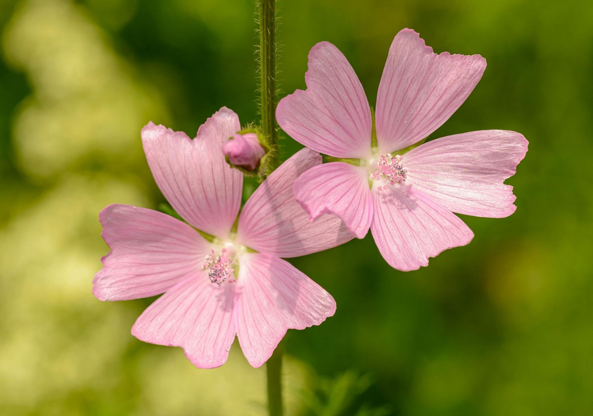 A close up of two pink flowers with a green background