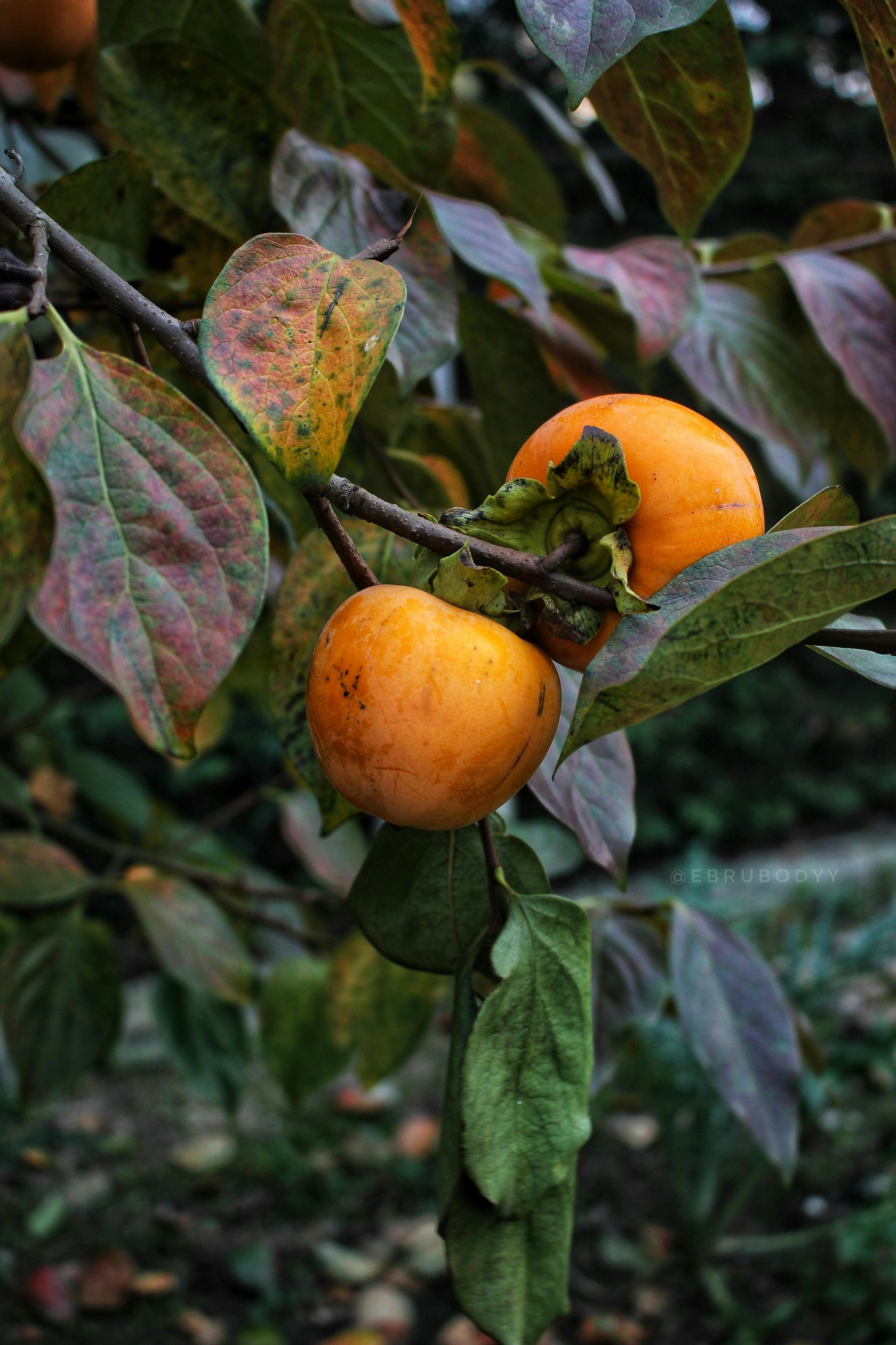 Two persimmon fruits are hanging from a tree branch.