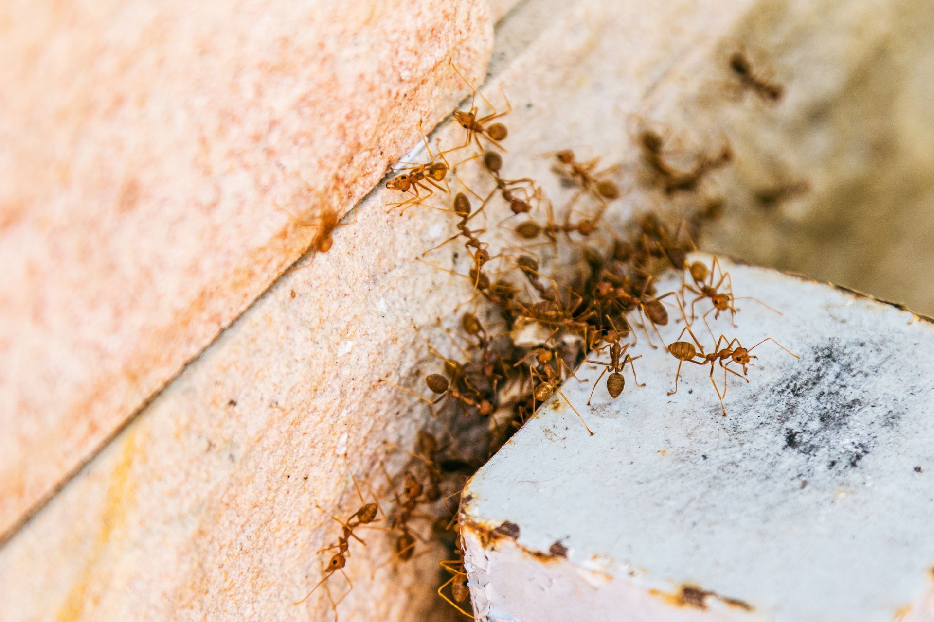 A group of ants are crawling on a brick wall.