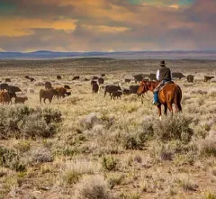Herd Grazing