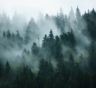 Forest Improvements