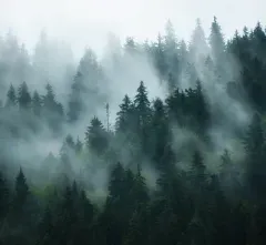 Forest Improvements
