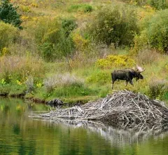 Stream Reclamation