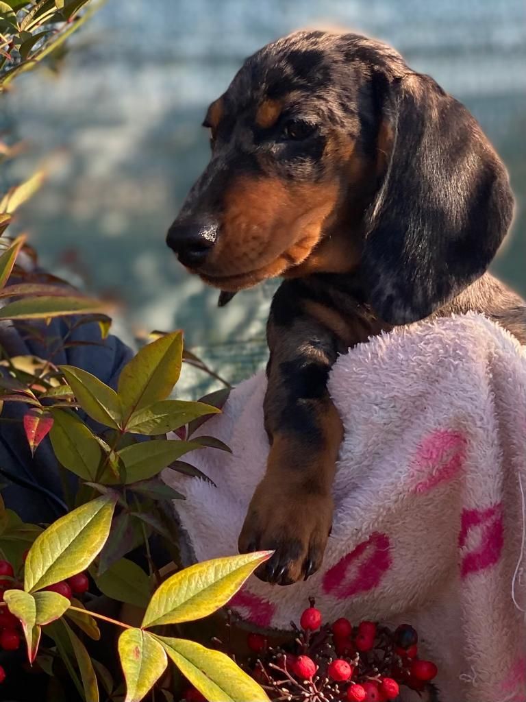 Un cucciolo di bassotto è seduto su una coperta rosa con dei baci sopra.