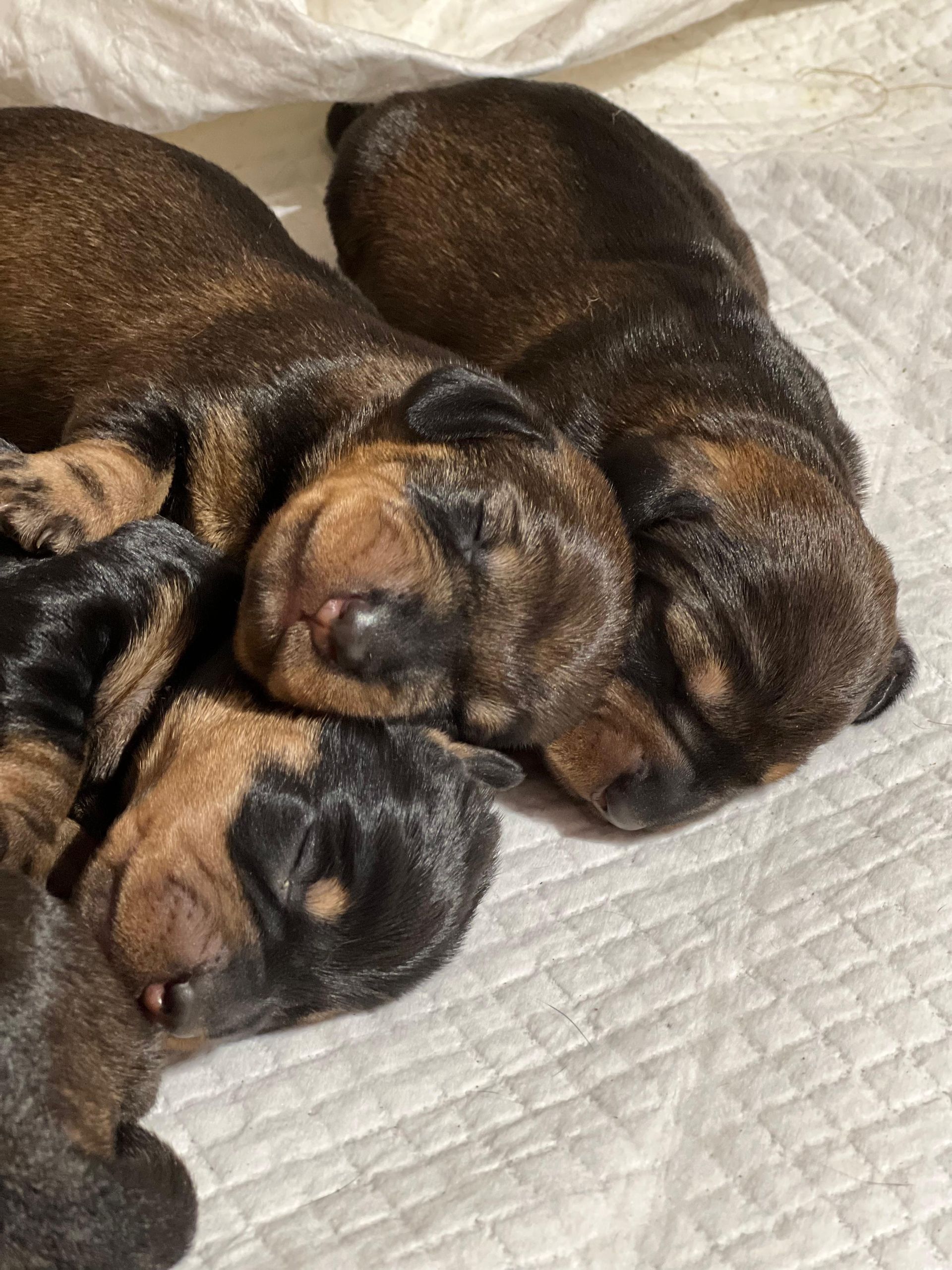 Un gruppo di cuccioli dorme uno sopra l'altro su una coperta.