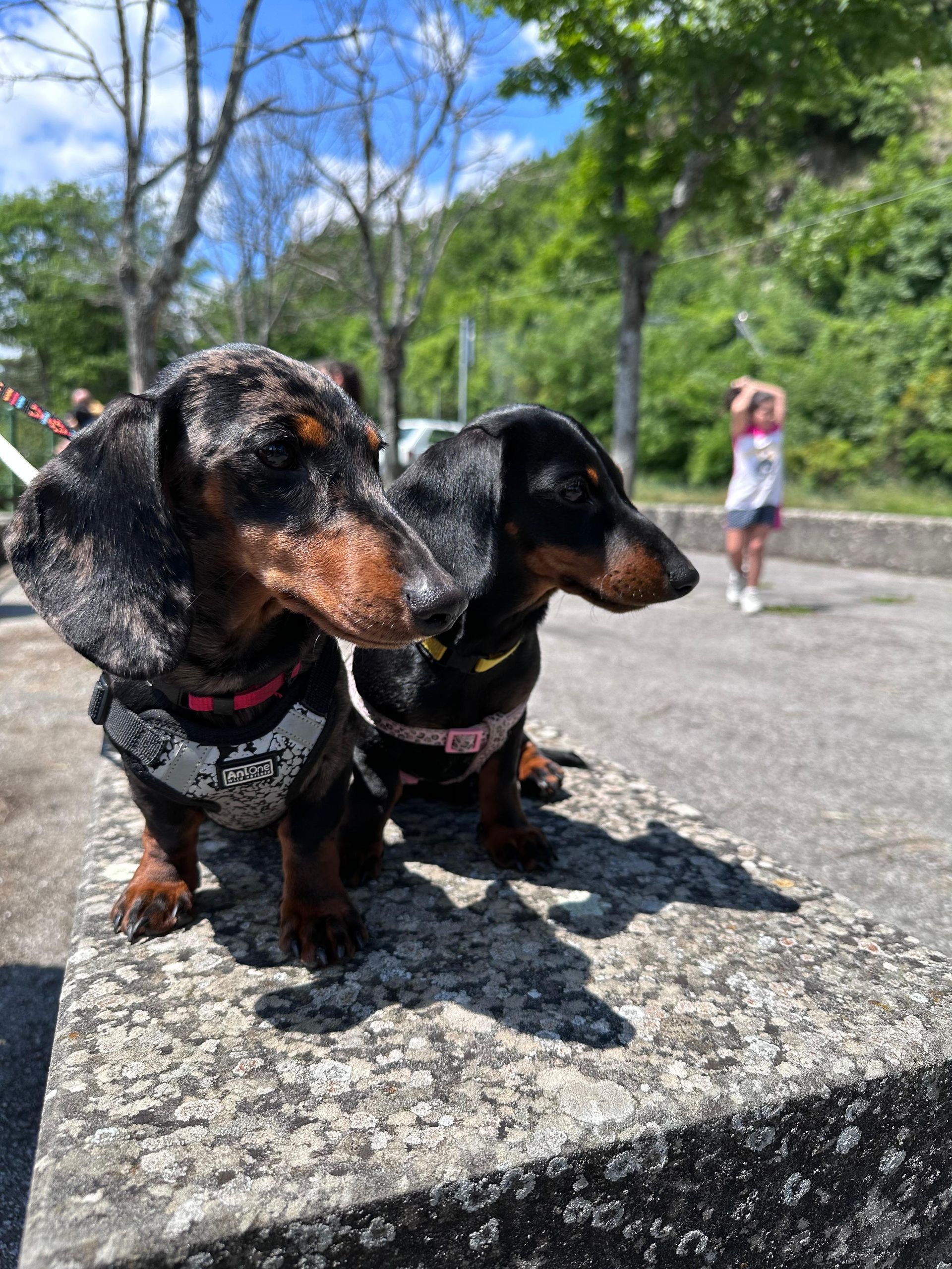 Due bassotti sono seduti uno accanto all'altro su un muretto di pietra.