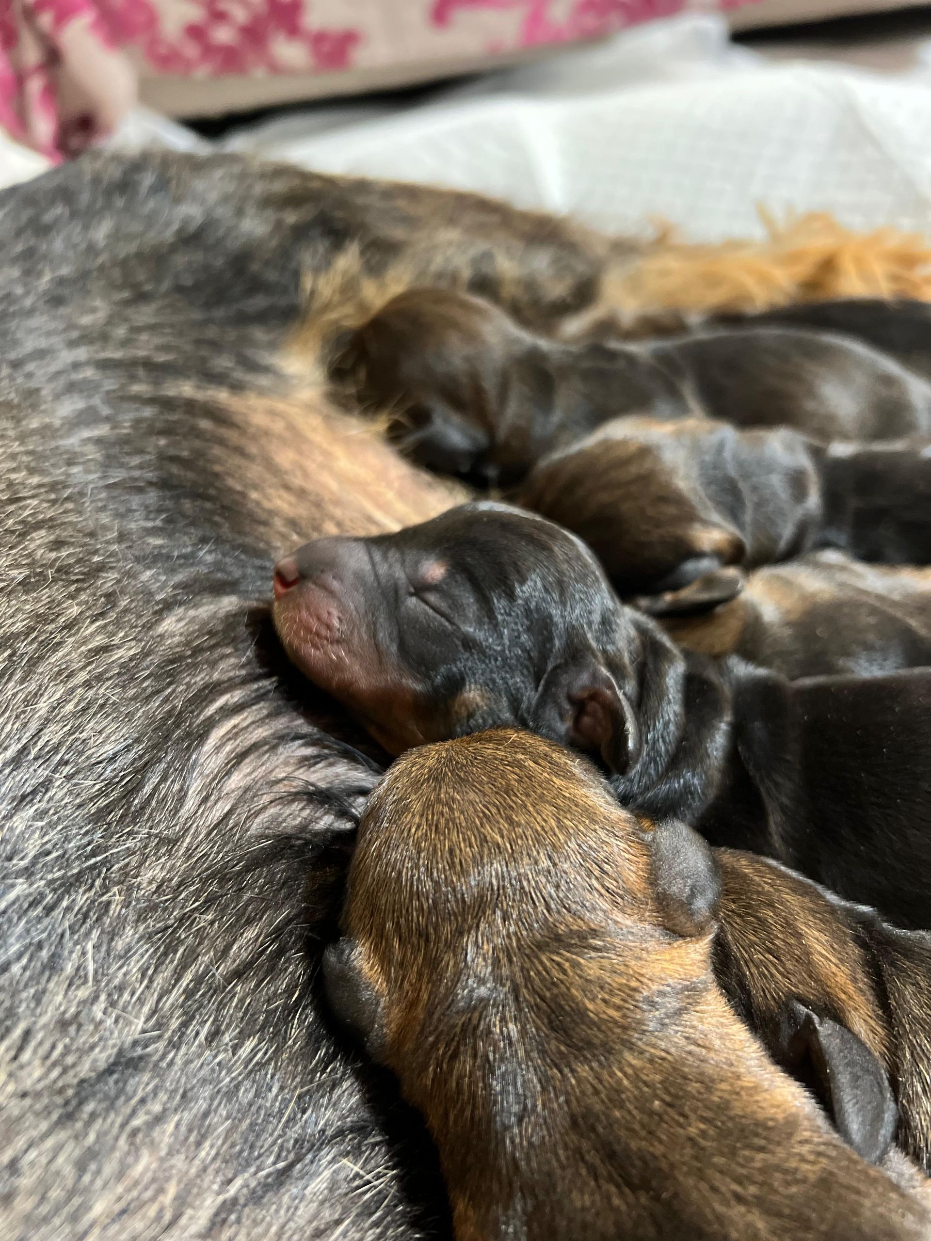 Un gruppo di cuccioli dorme sopra un cane.