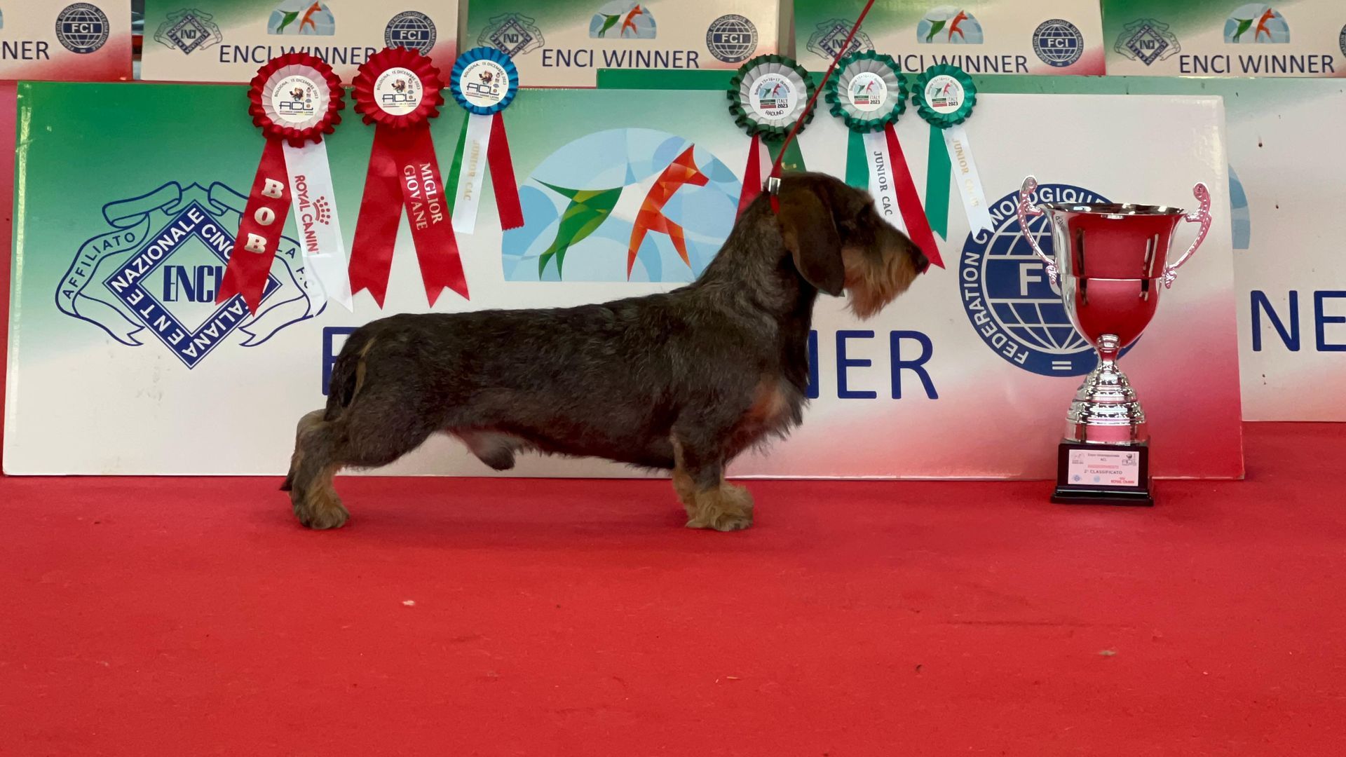 Un bassotto è in piedi davanti a un trofeo su un tappeto rosso.