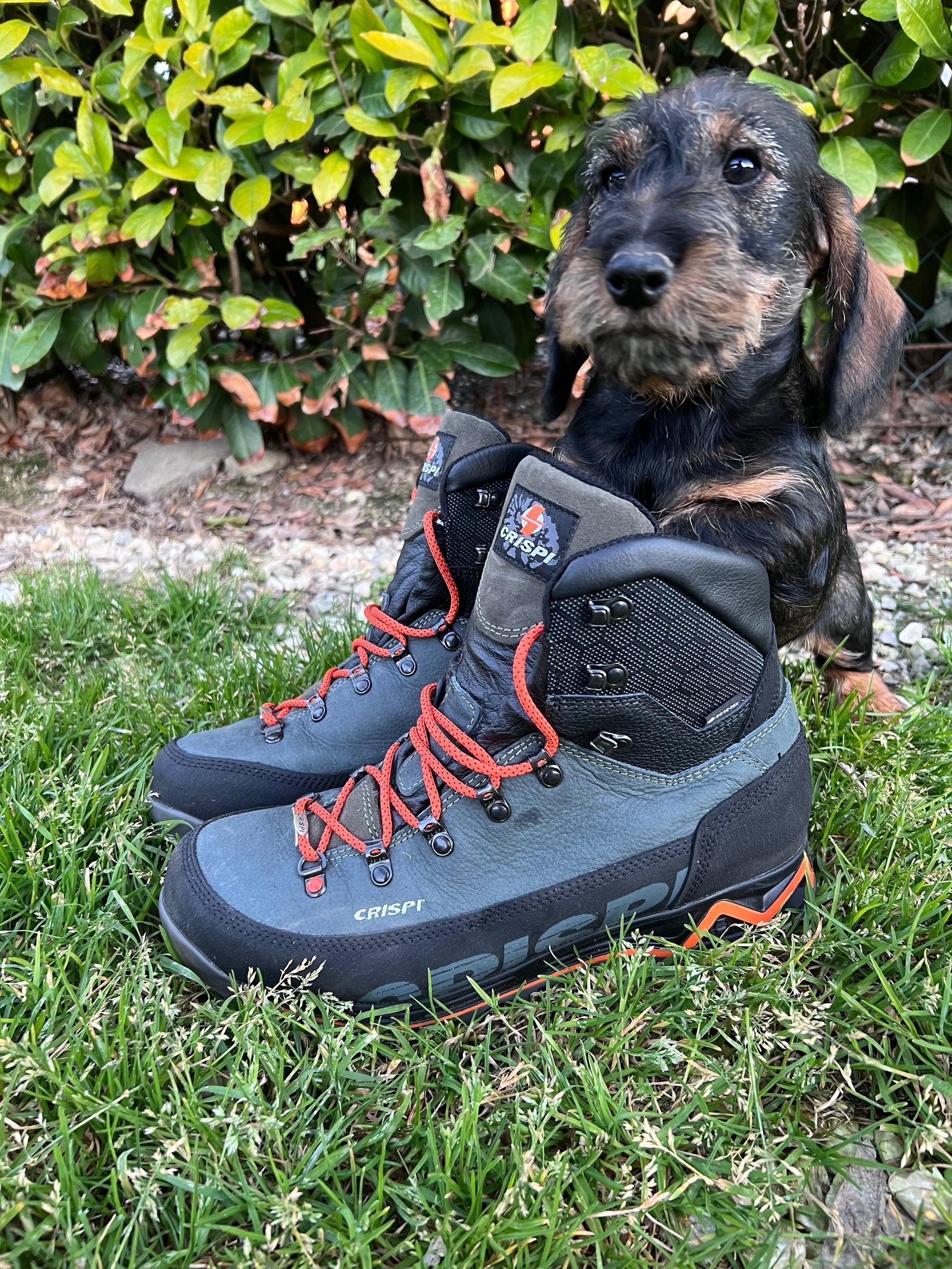 Un cagnolino è seduto sopra un paio di scarponi da trekking.