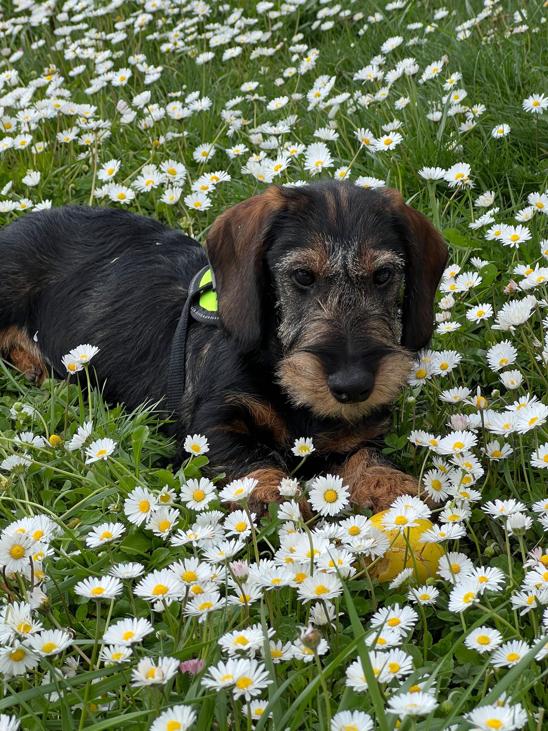 Un cagnolino è sdraiato in un campo di margherite.