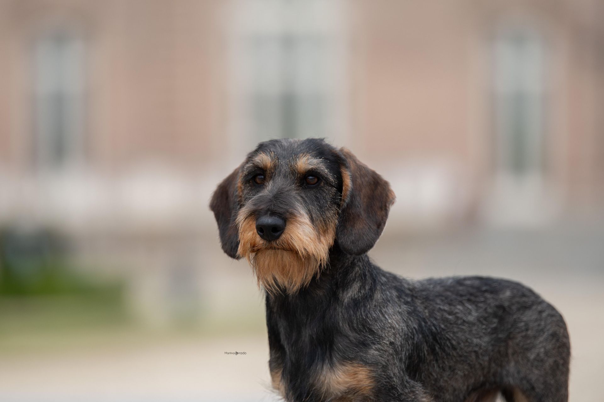 Un bassotto è in piedi davanti a un edificio e guarda la telecamera.