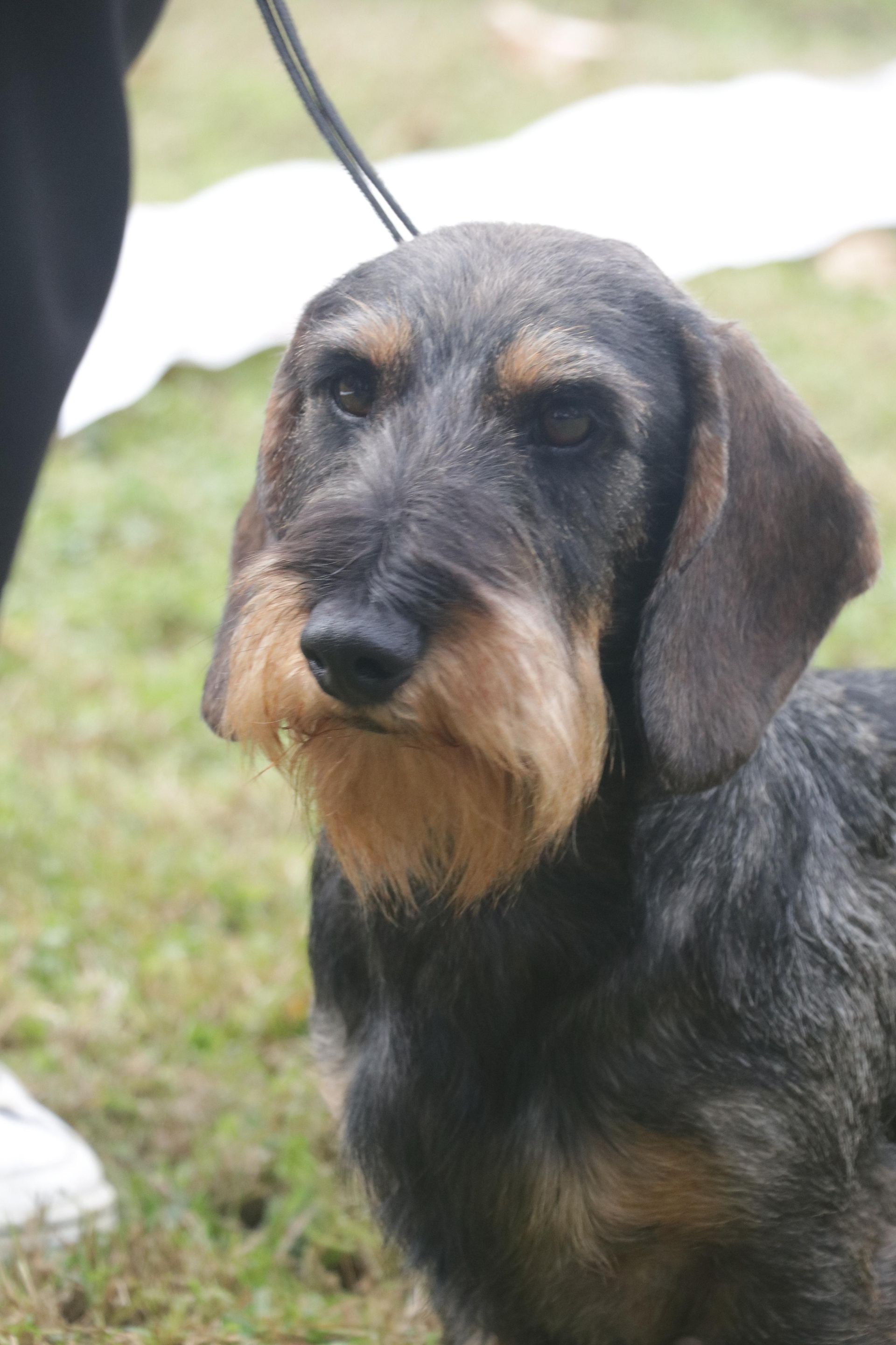 Primo piano di un bassotto al guinzaglio che guarda la telecamera.