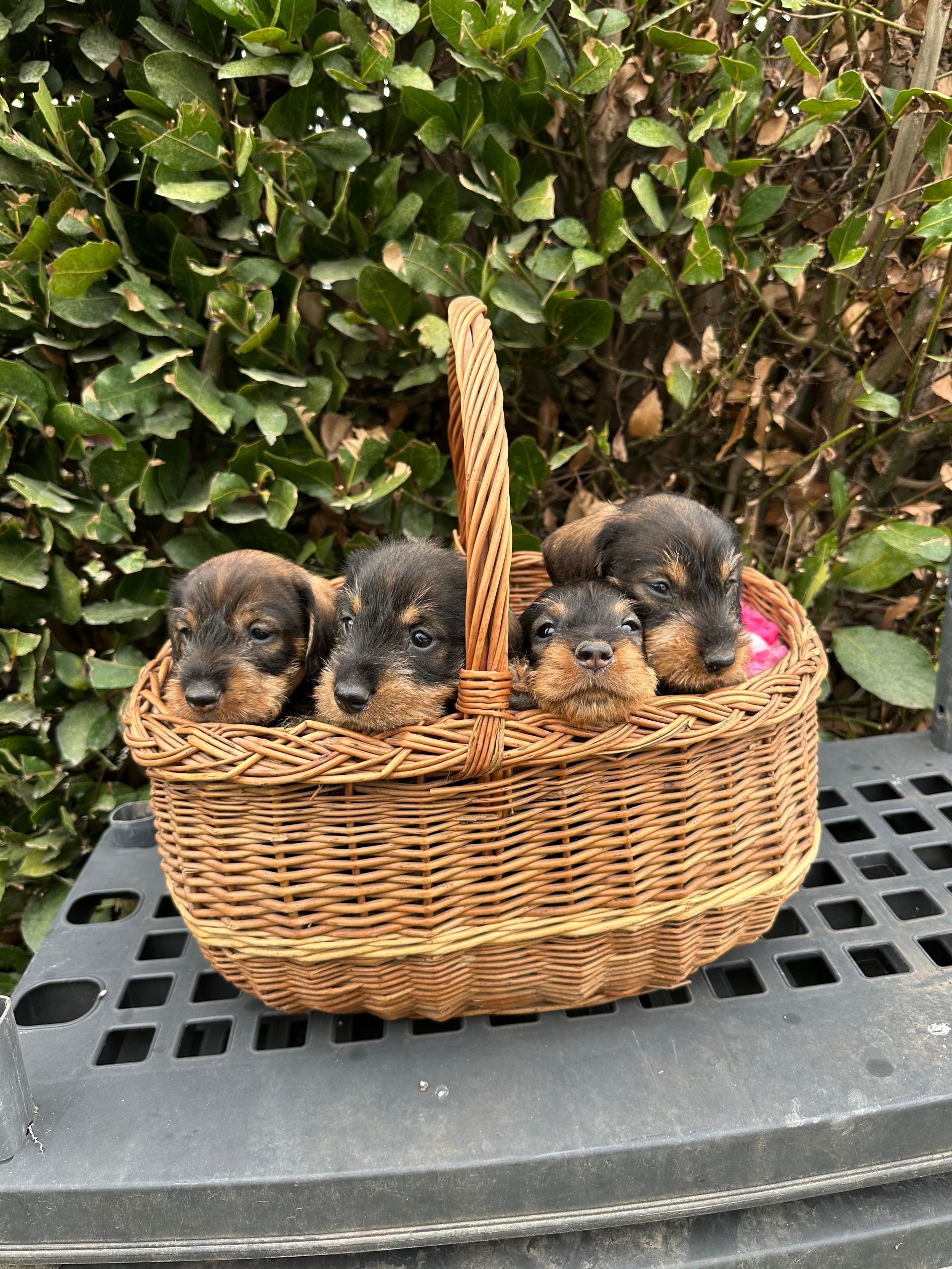 Quattro cuccioli dormono in un cesto di vimini su un tavolo.