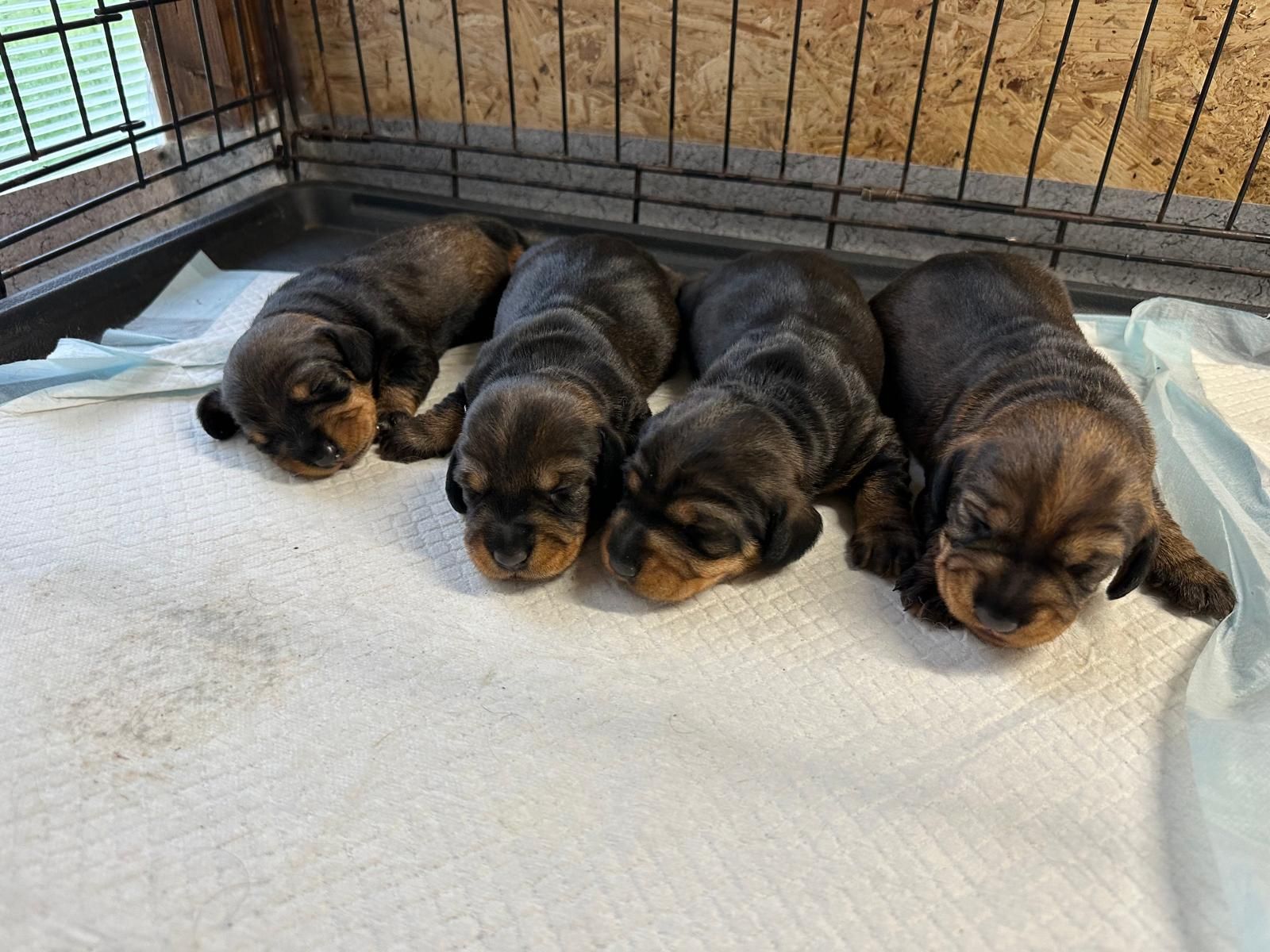 Quattro cuccioli sono sdraiati su un pannolino in una gabbia.