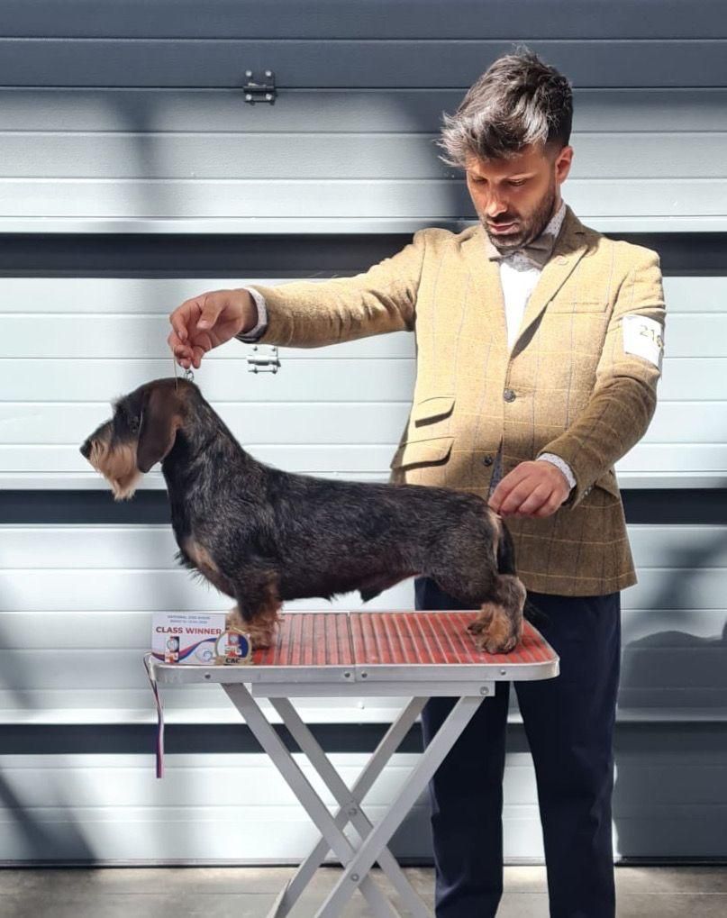 Un uomo sta spazzolando un bassotto su un tavolo