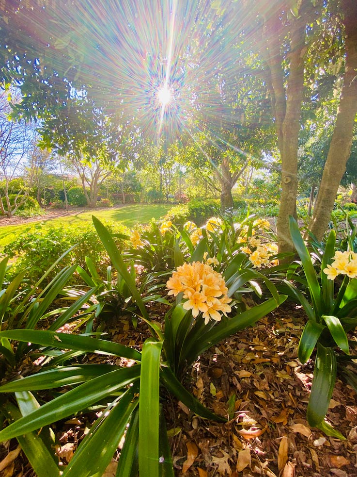 Yellow Flowers In Garden — Plumbers in Harlaxton, QLD