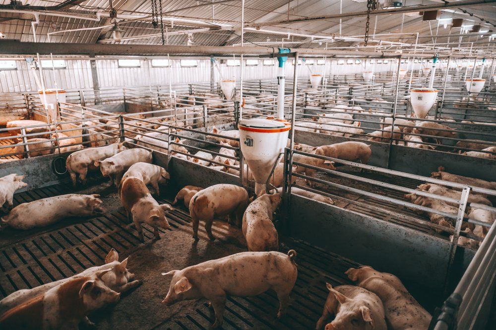 Lots of Pigs in Animal Shed Eating — Plumbers in Pittsworth, QLD