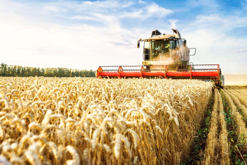Harvester Harvests Ripe Wheat — Plumbers in Dalby, QLD